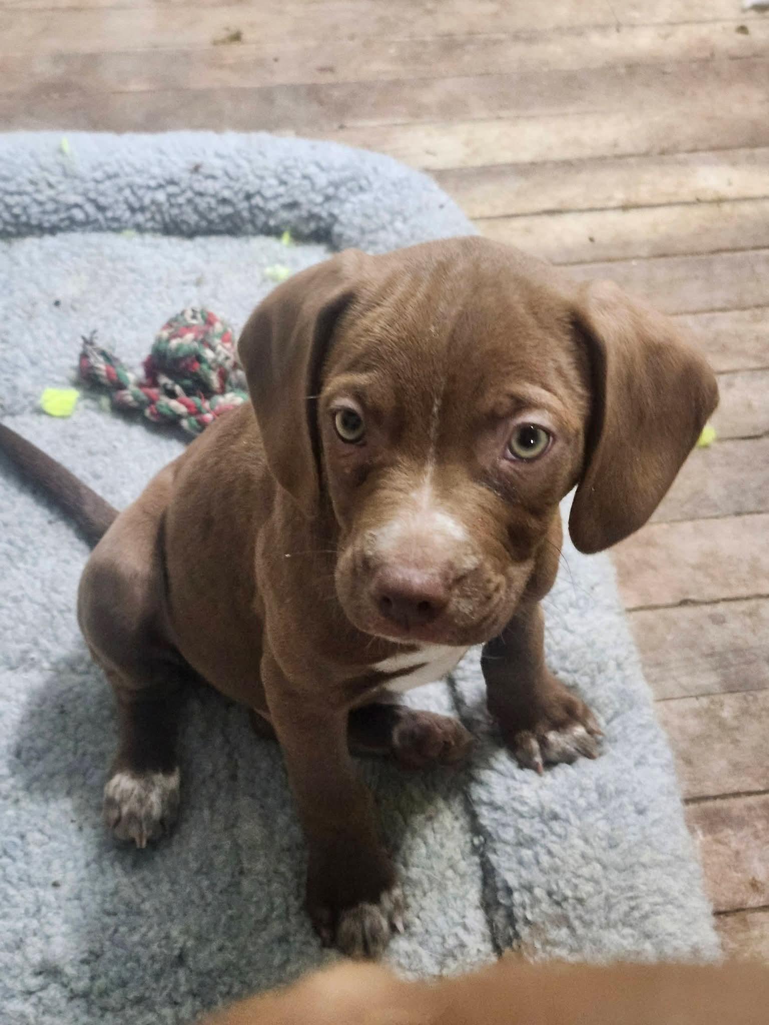 Enlarge Crispin , an adopted Beagle in Cosby, TN image 2/3