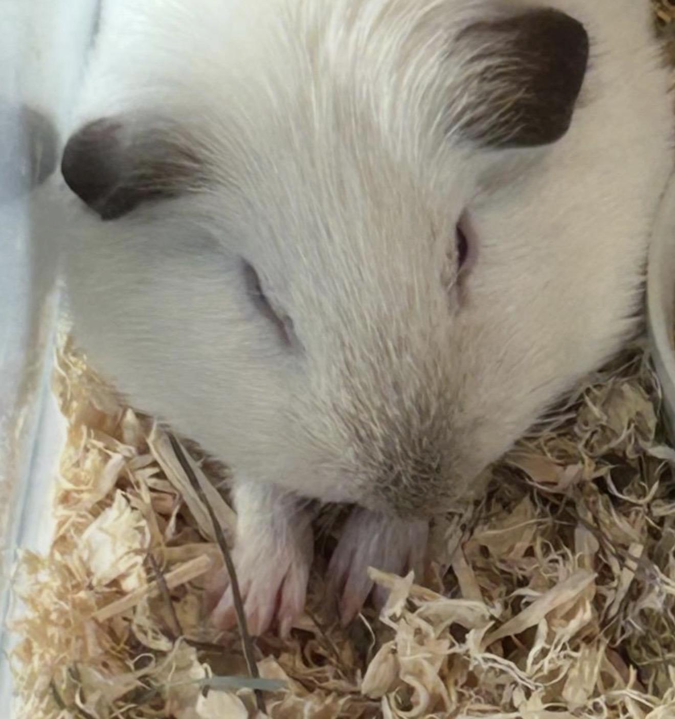 Enlarge Mouse, a ADOPTABLE Guinea Pig in Beaverton, OR image 2/5