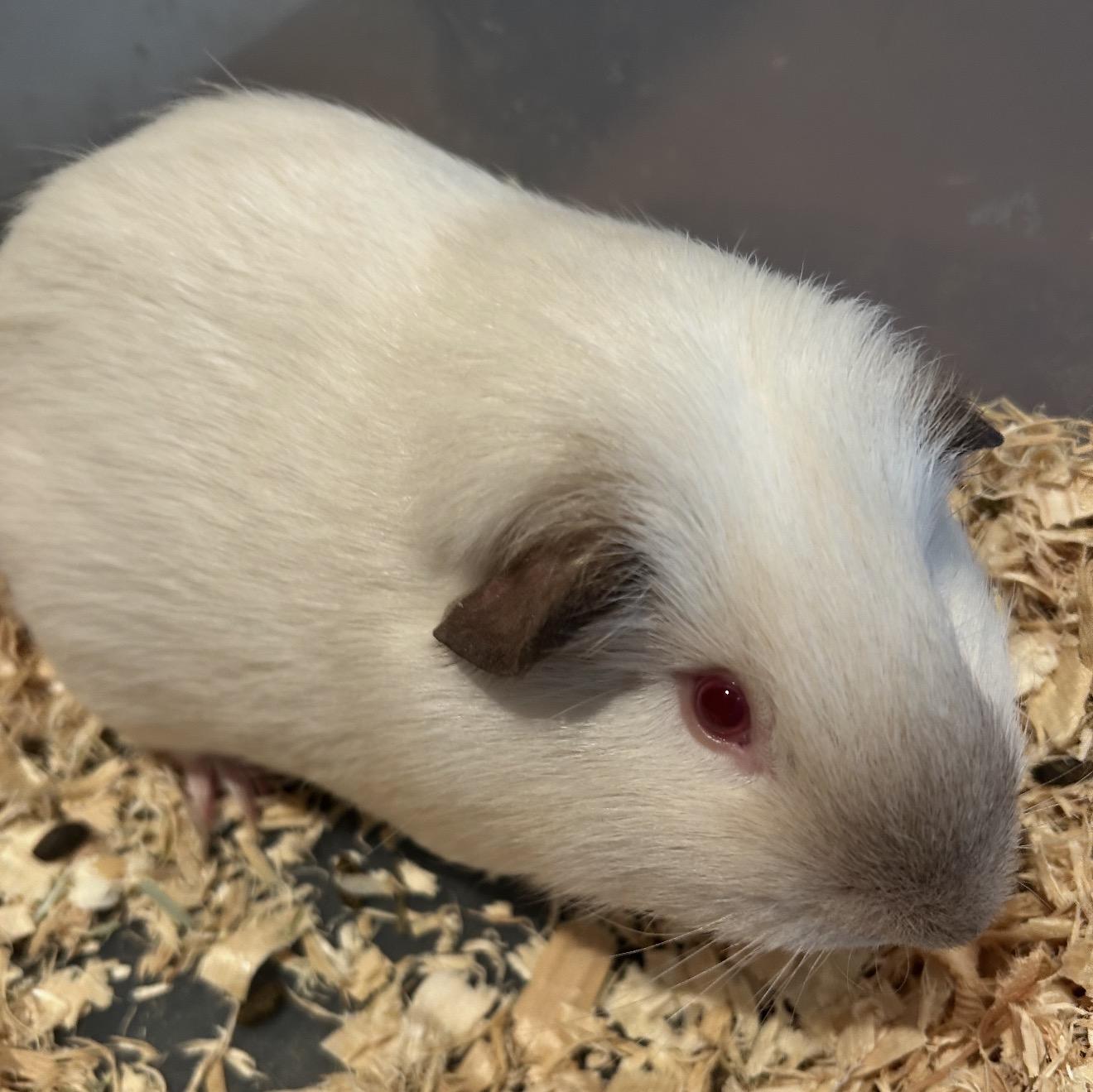 Mouse, ADOPTABLE, Young Male Guinea Pig.