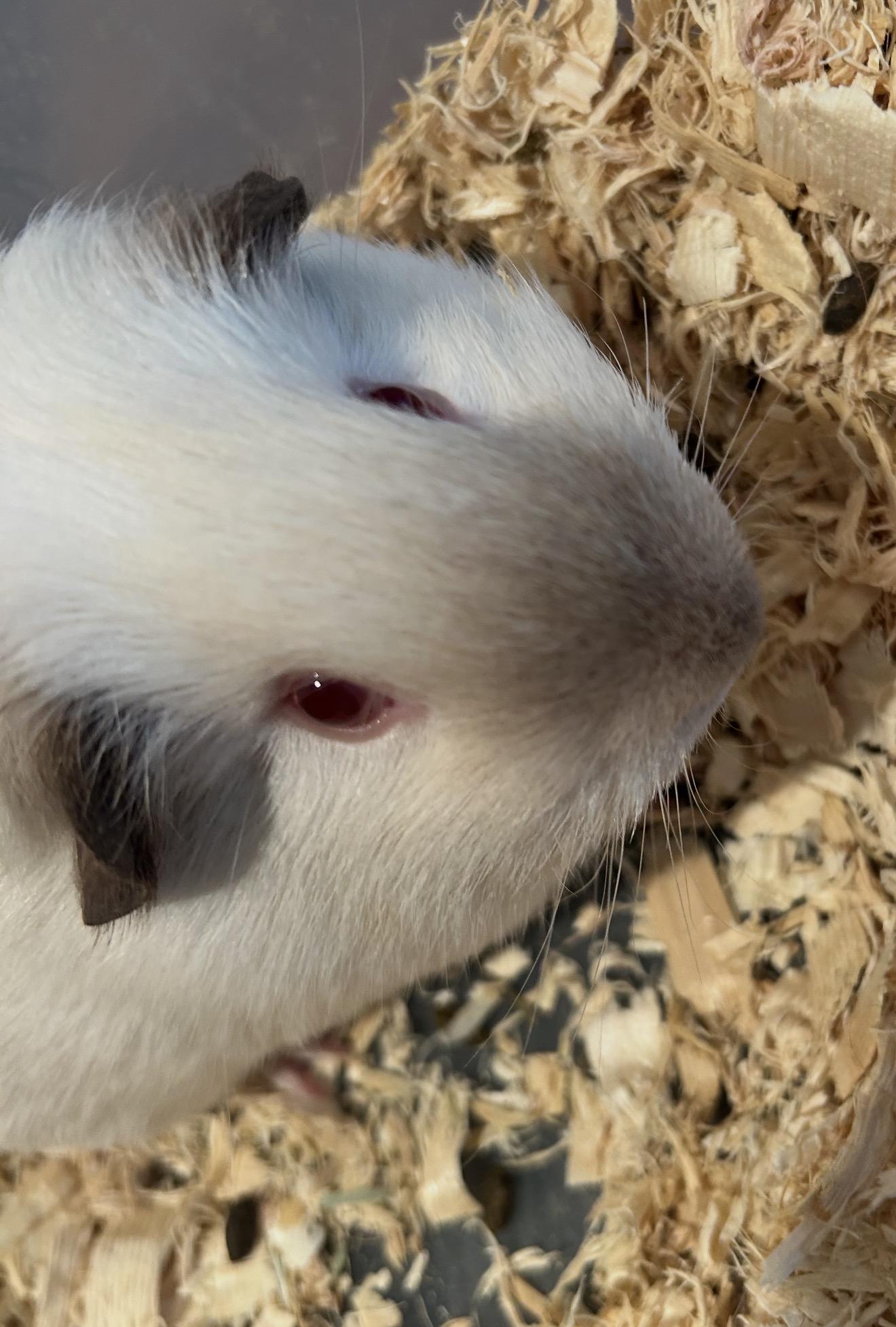 Enlarge Mouse, a ADOPTABLE Guinea Pig in Beaverton, OR image 5/5