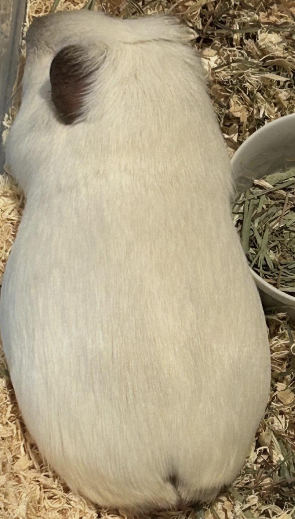 Enlarge Mouse, a ADOPTABLE Guinea Pig in Beaverton, OR image 4/5