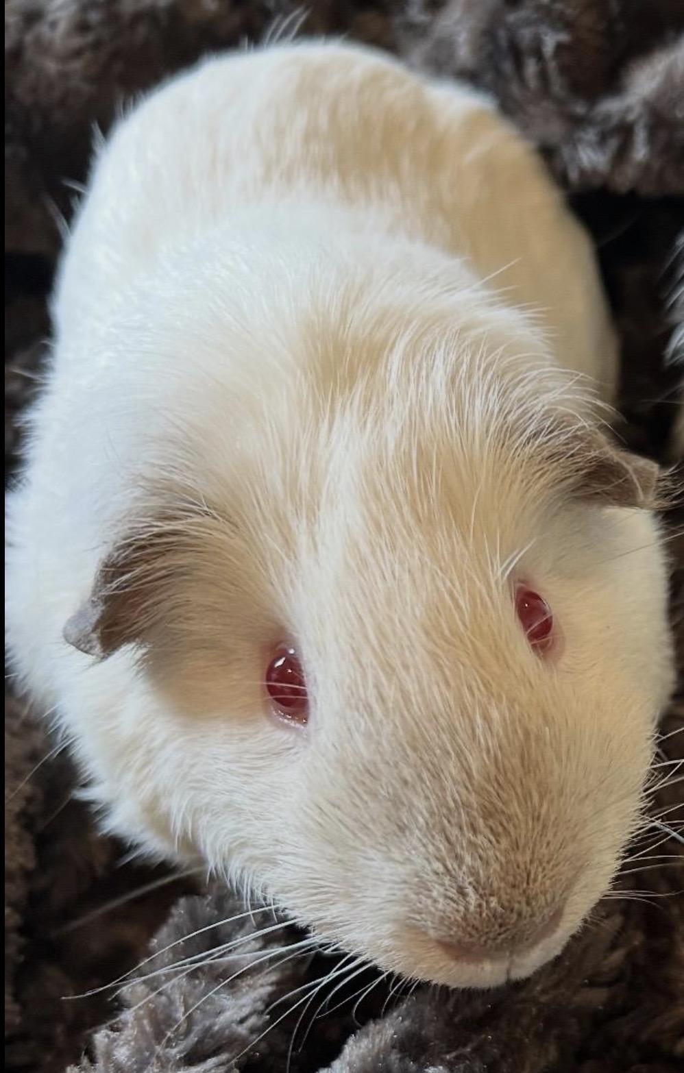 Enlarge Mouse, a ADOPTABLE Guinea Pig in Beaverton, OR image 3/5