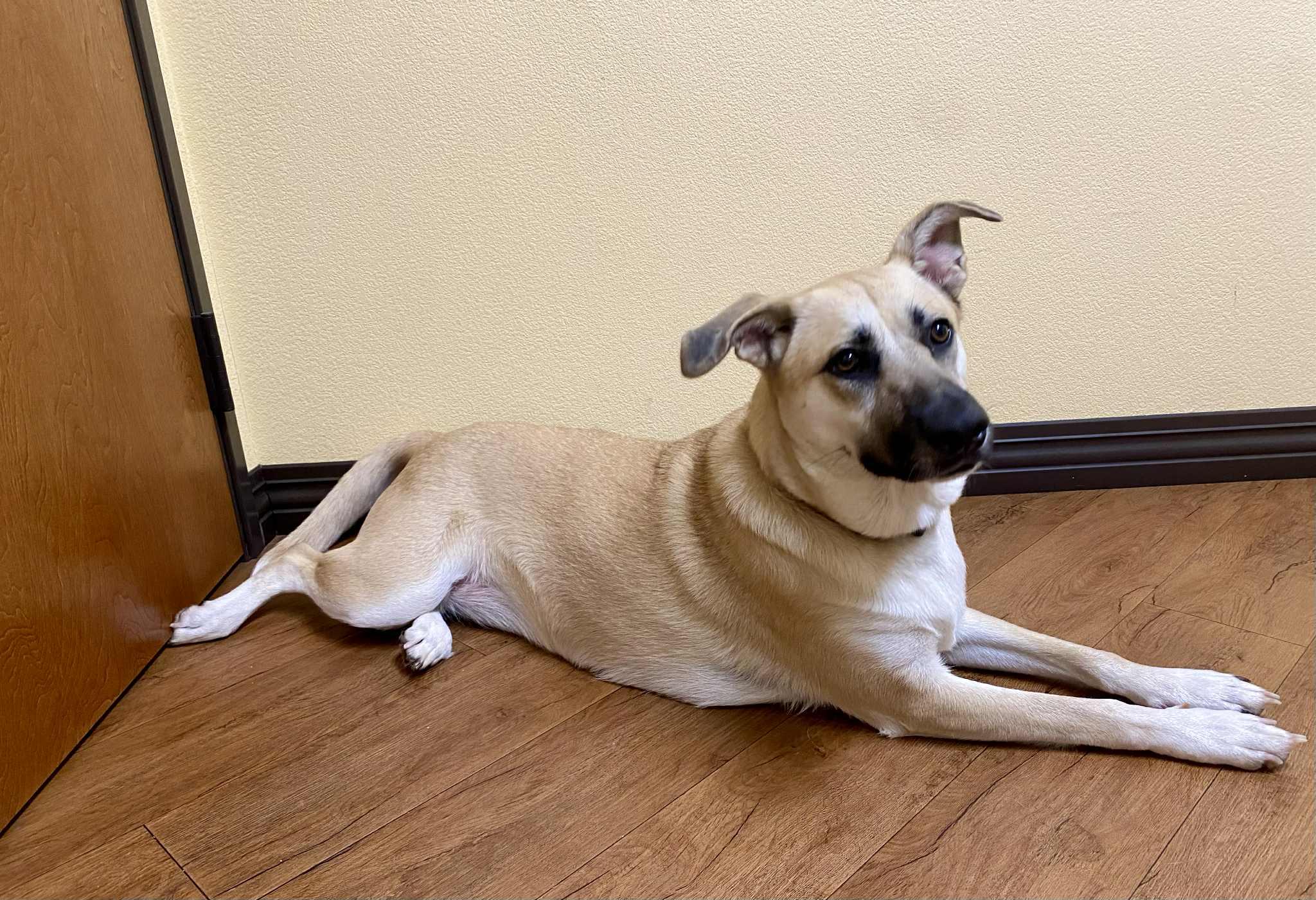 Maddy J, Adoptable, Adult Female Anatolian Shepherd & Black Mouth Cur.