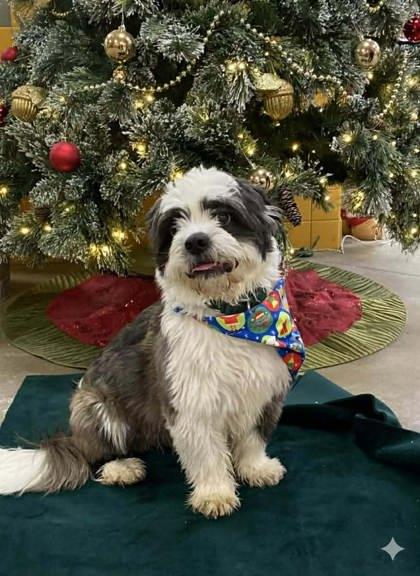 Milo, a ADOPTABLE Mixed Breed in Lewiston, ME image 4/6