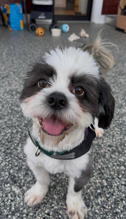 Milo, a ADOPTABLE Mixed Breed in Lewiston, ME image 1/6