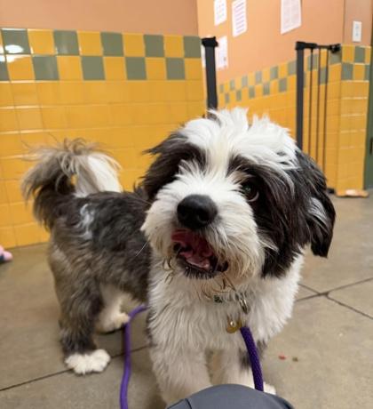 Milo, a ADOPTABLE Mixed Breed in Lewiston, ME image 3/6