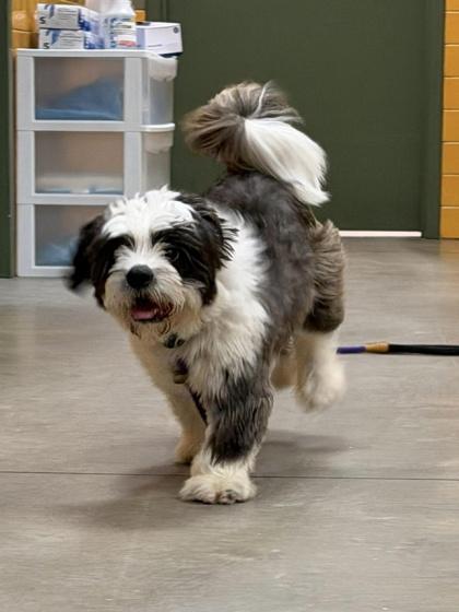 Milo, a ADOPTABLE Mixed Breed in Lewiston, ME image 5/6