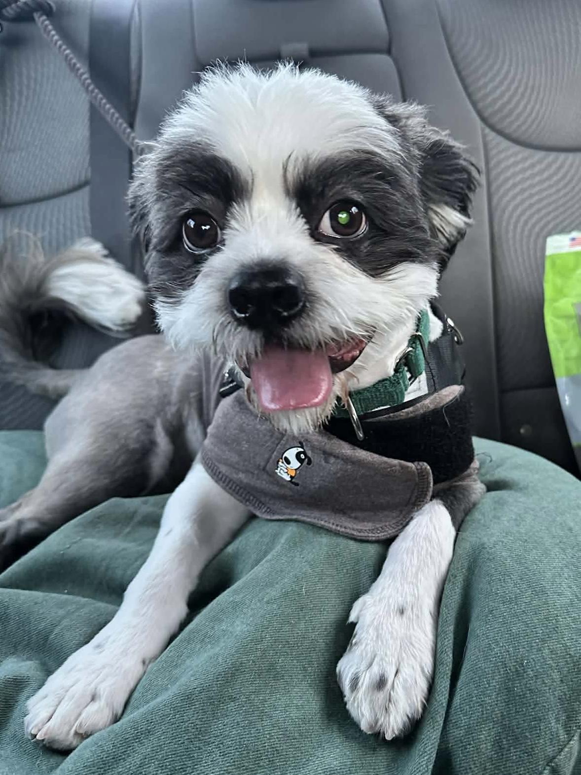 Milo, a ADOPTABLE Mixed Breed in Lewiston, ME image 2/6