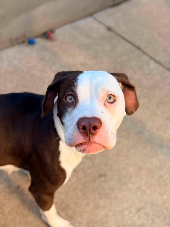 Valenciana, a ADOPTABLE Pit Bull Terrier in Chicago, IL image 4/5