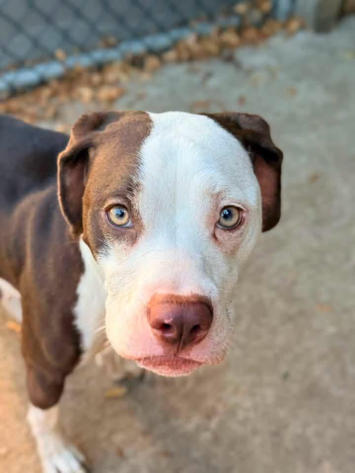 Valenciana, ADOPTABLE, Adult Female Pit Bull Terrier.