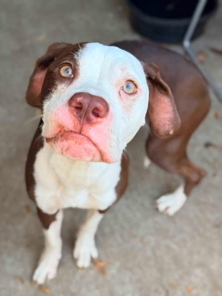 Valenciana, a ADOPTABLE Pit Bull Terrier in Chicago, IL image 2/5