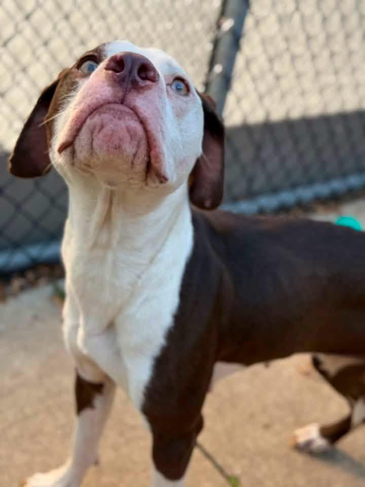 Valenciana, a ADOPTABLE Pit Bull Terrier in Chicago, IL image 3/5