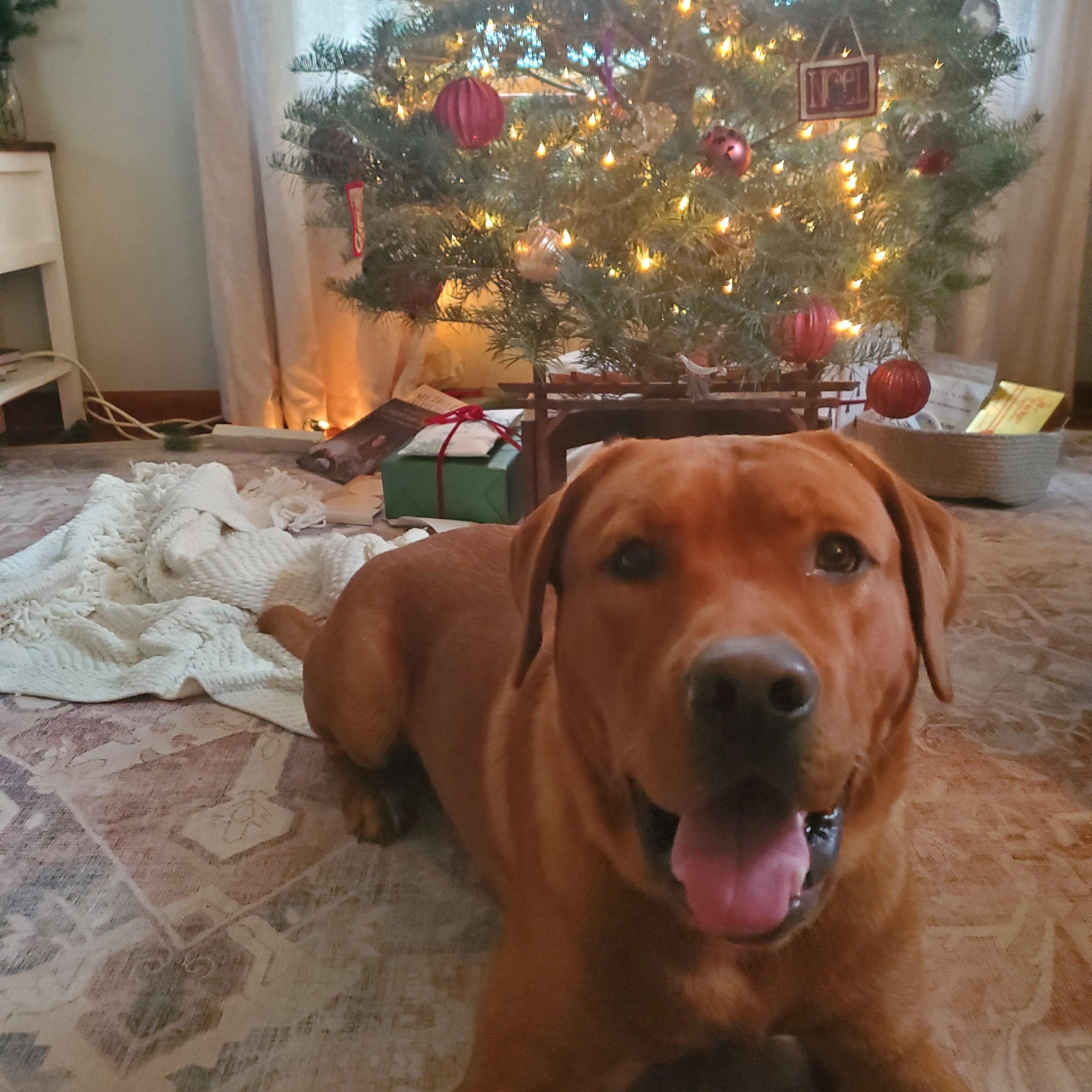 COURTESY POST--RUBEN--OWNER REHOME--NOT AN LELRR DOG, a Adoptable Labrador Retriever in Medina, OH image 1/4