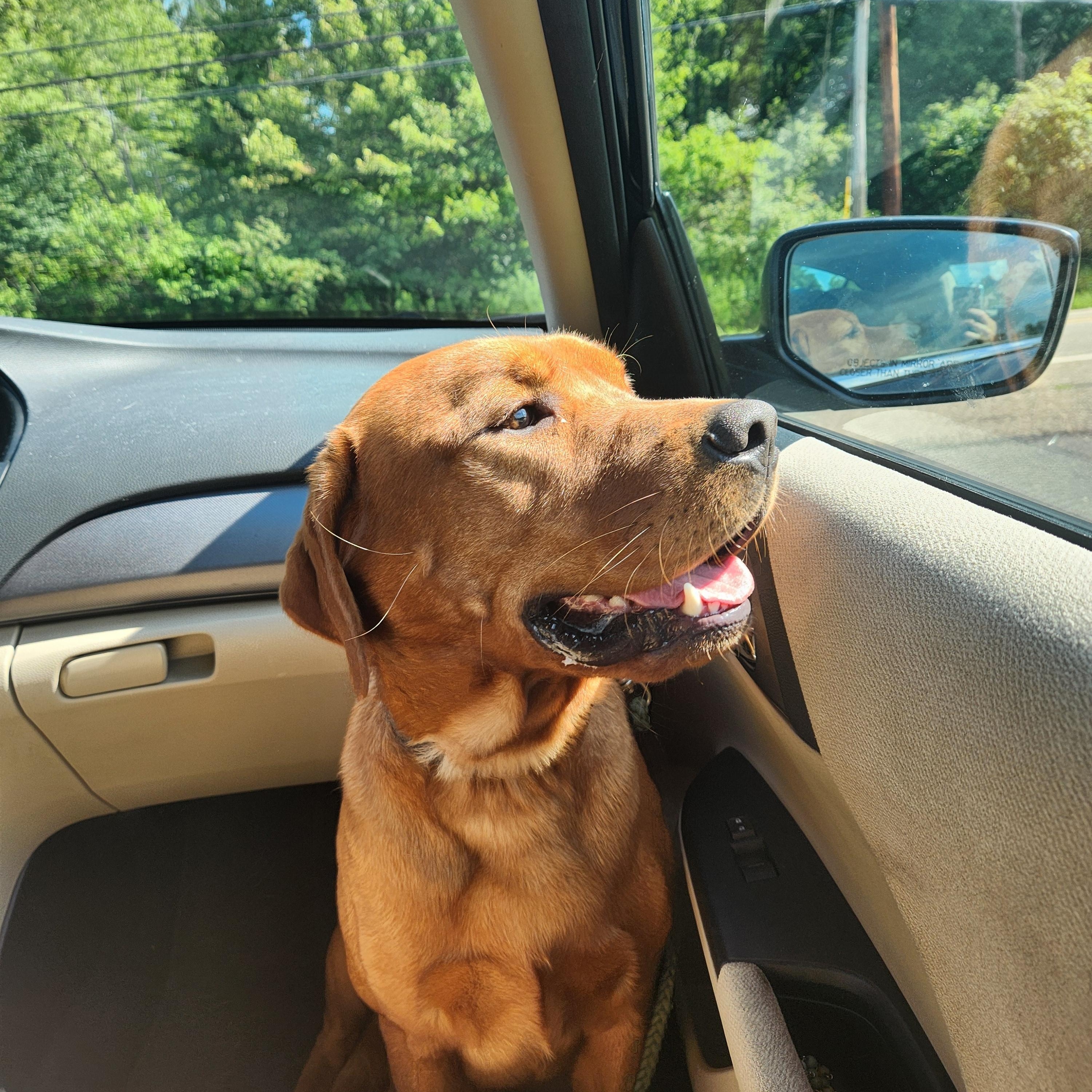 COURTESY POST--RUBEN--OWNER REHOME--NOT AN LELRR DOG, a Adoptable Labrador Retriever in Medina, OH image 2/4