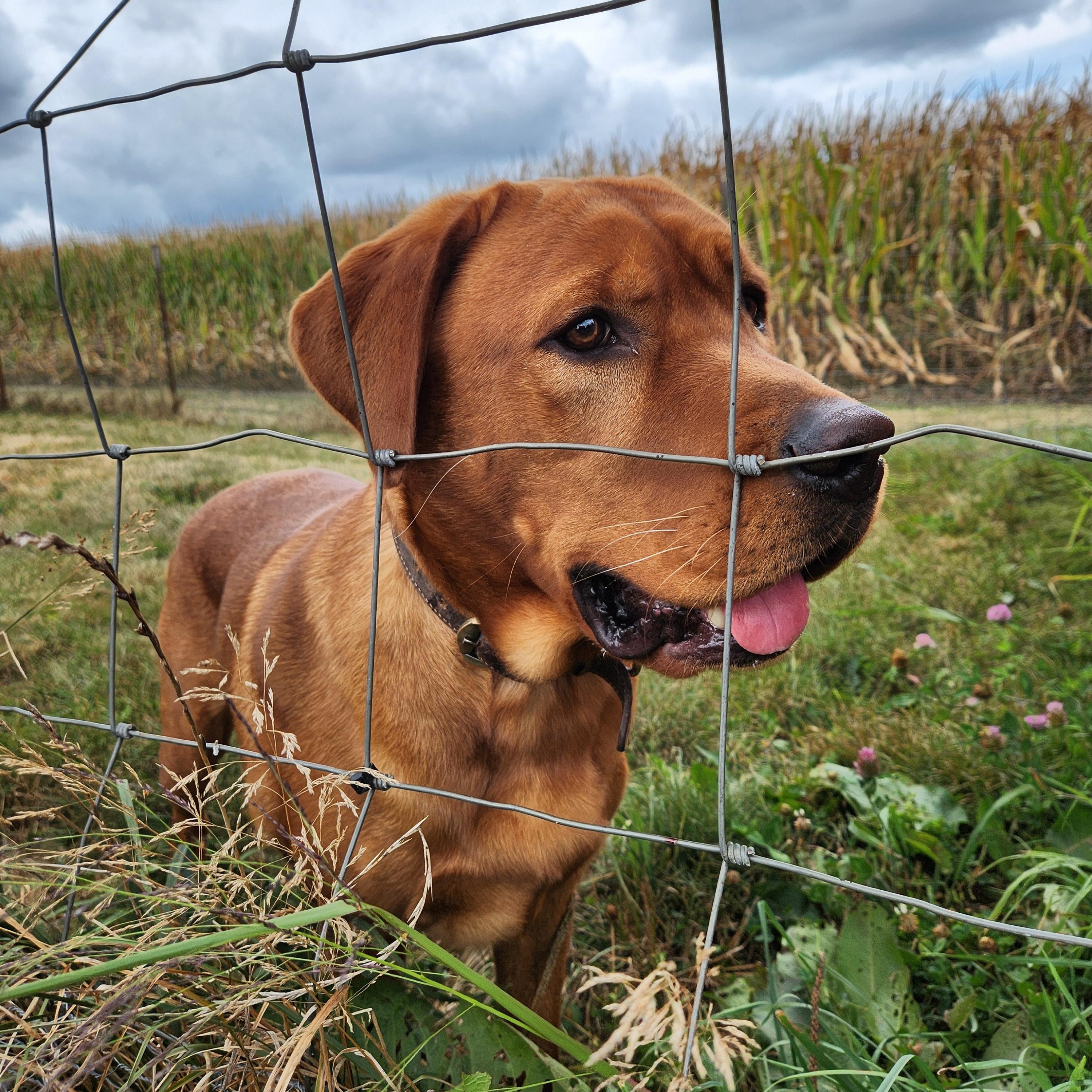 COURTESY POST--RUBEN--OWNER REHOME--NOT AN LELRR DOG, a Adoptable Labrador Retriever in Medina, OH image 3/4