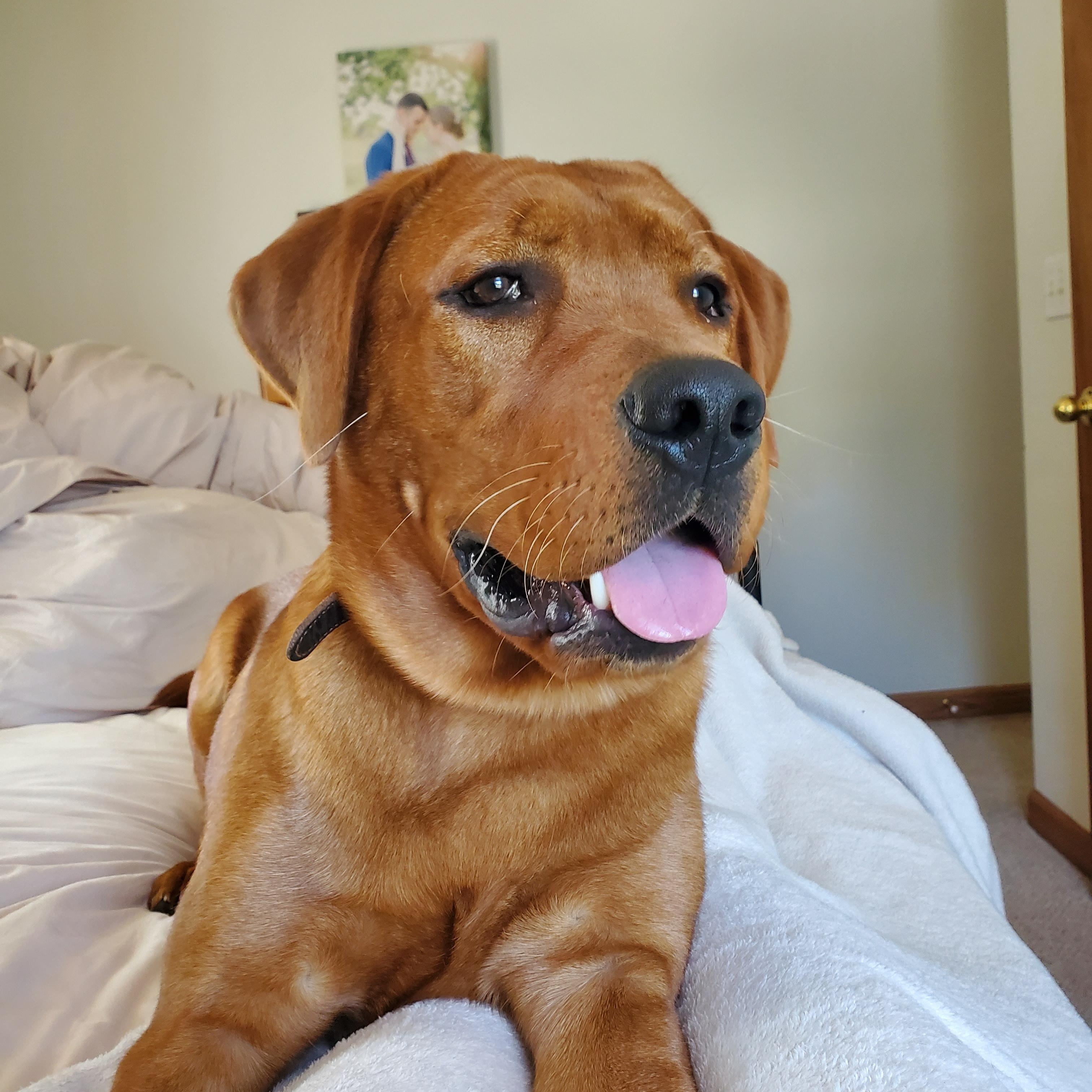 COURTESY POST--RUBEN--OWNER REHOME--NOT AN LELRR DOG, a Adoptable Labrador Retriever in Medina, OH image 4/4