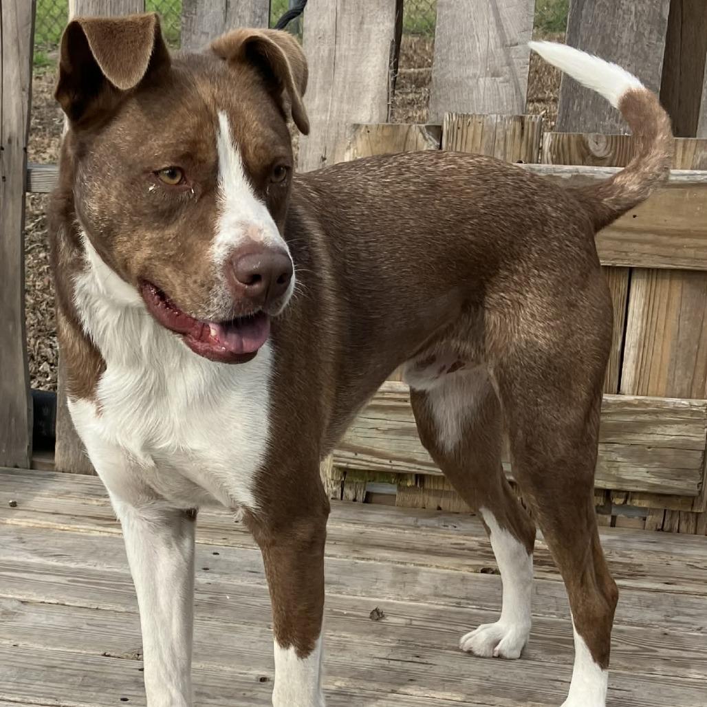 Enlarge Courage, a Adoptable Mixed Breed in Pulaski, TN image 1/2