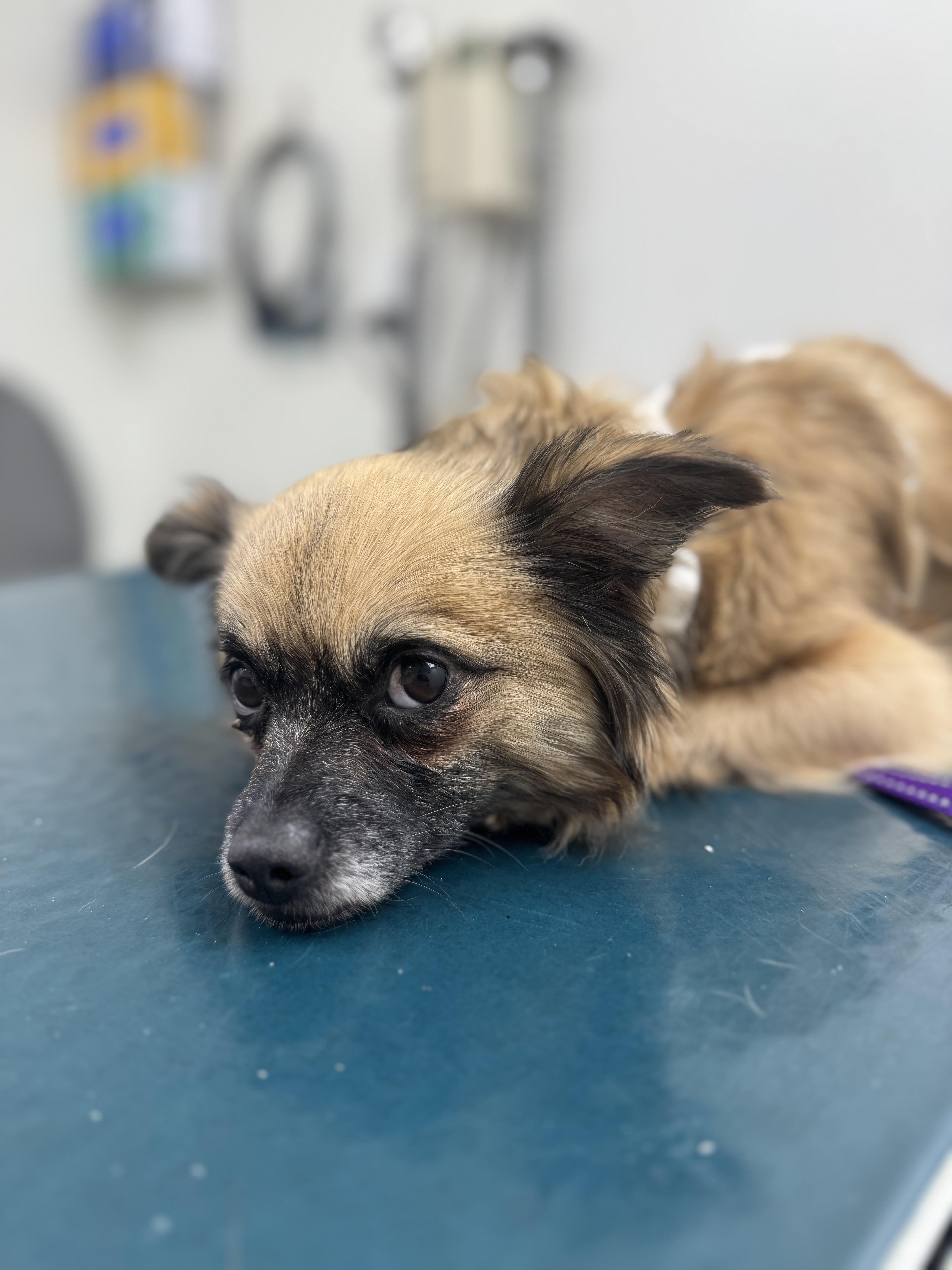 Enlarge Cherry Bomb, a Adopted mixed breed in sherman oaks, CA image 5/6