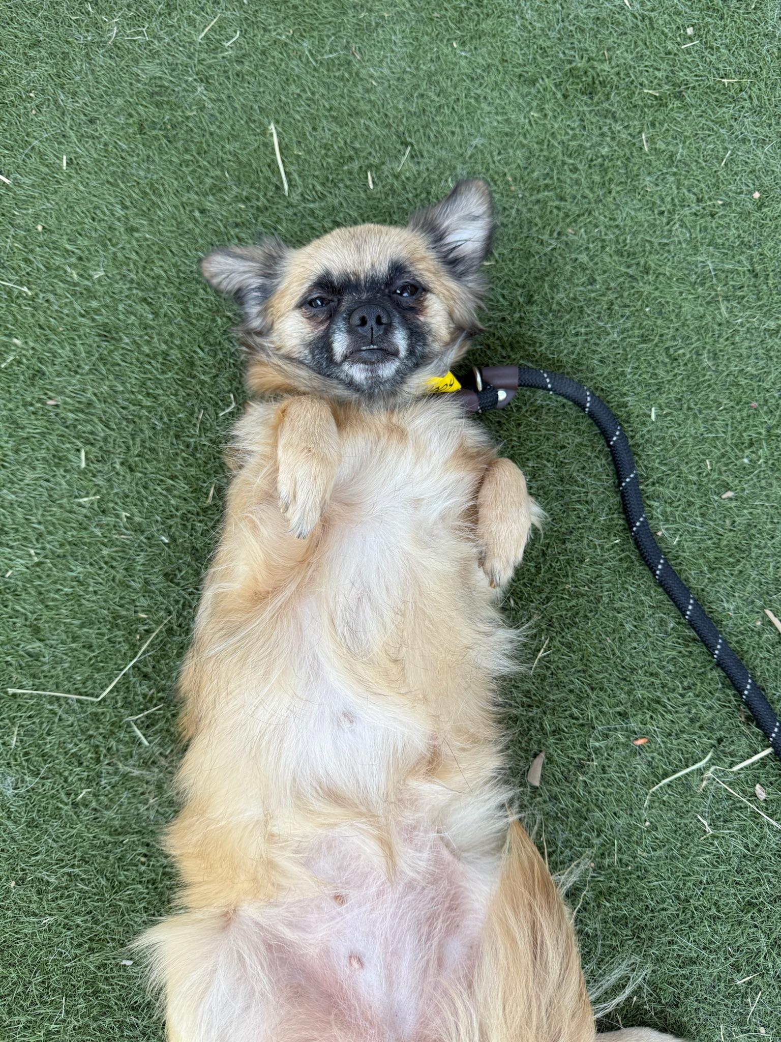 Enlarge Cherry Bomb, a Adopted mixed breed in sherman oaks, CA image 3/6