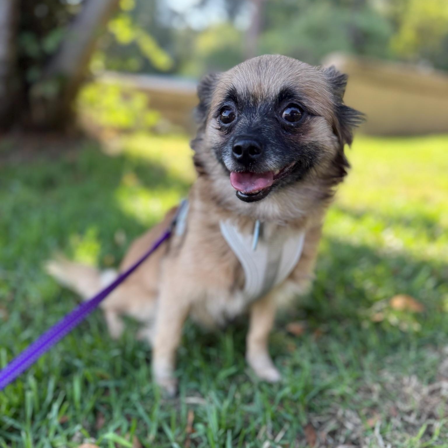 Enlarge Cherry Bomb, a Adopted mixed breed in sherman oaks, CA image 1/6