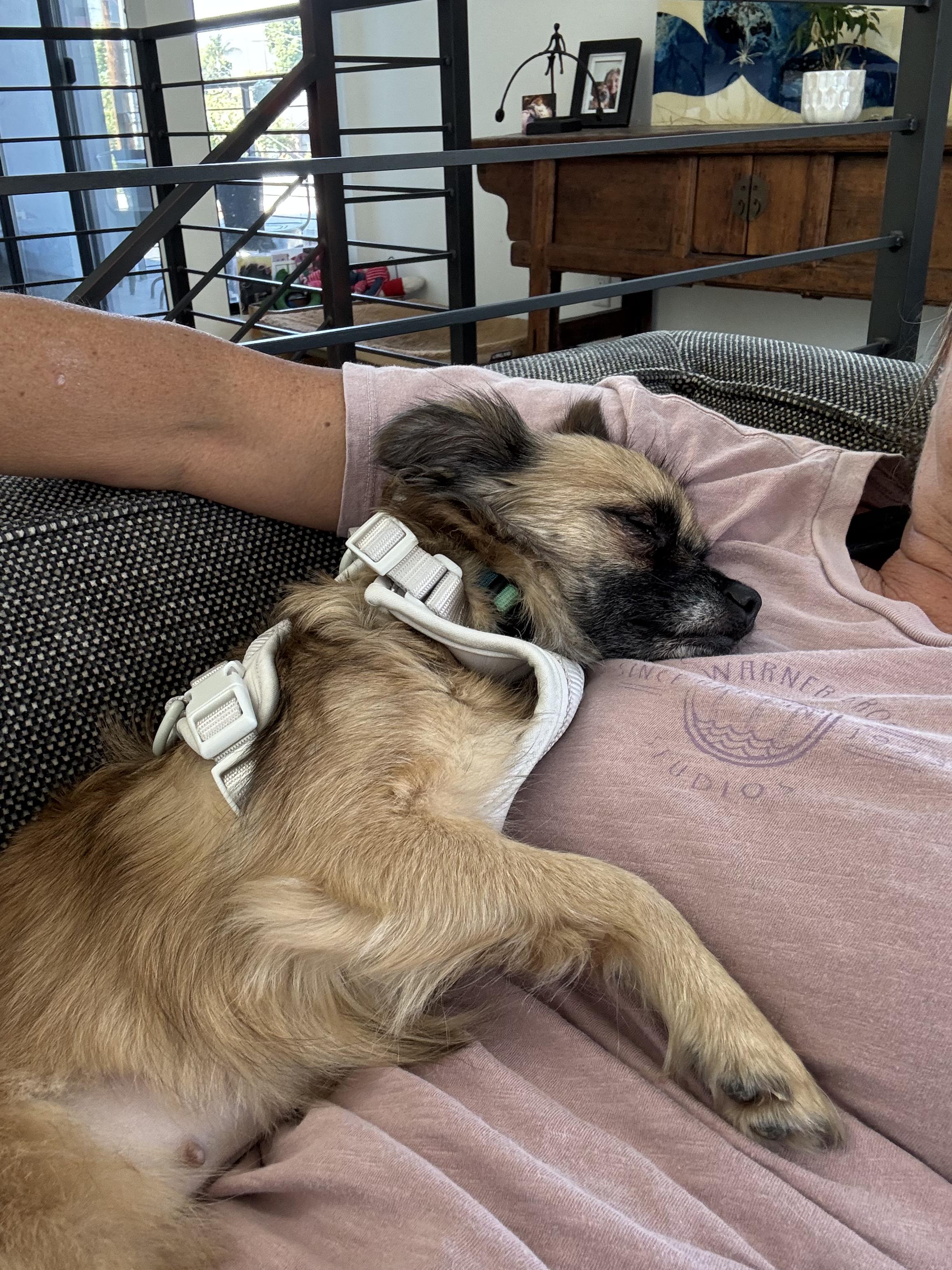 Enlarge Cherry Bomb, a Adopted mixed breed in sherman oaks, CA image 6/6