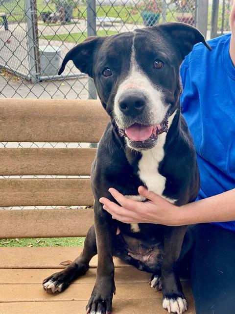 Enlarge NOVA, a Adoptable Terrier in Fort Myers, FL image 1/1