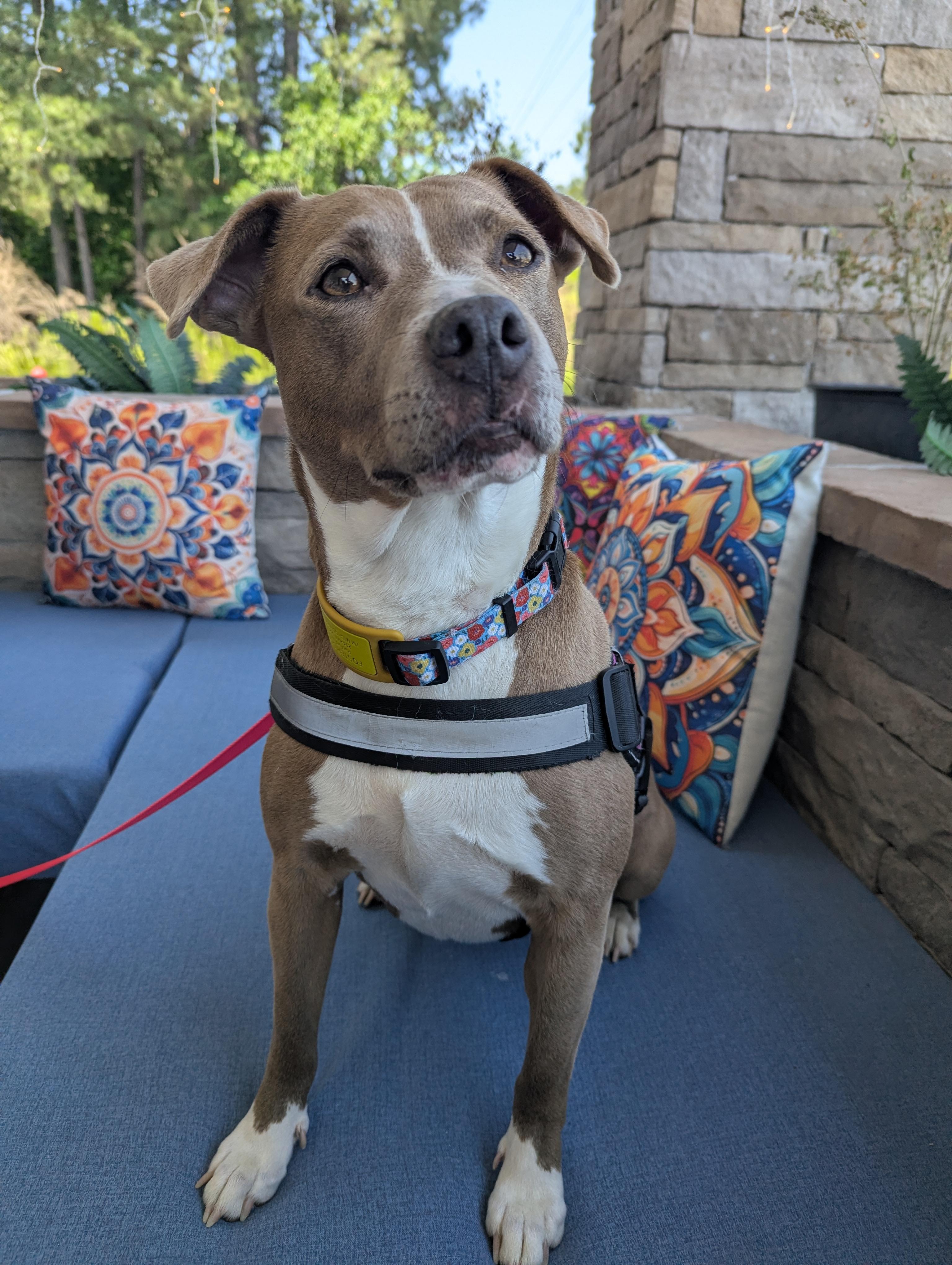 Beautiful Olive, a Adoptable mixed breed in Raeford, NC image 1/6