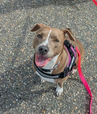 Enlarge Beautiful Olive, a Adoptable mixed breed in Raeford, NC image 1/6