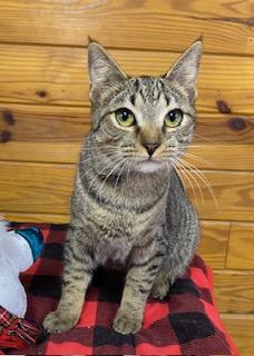 Sundance, a Adoptable Tabby in Southern Pines, NC image 1/3