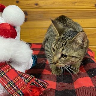 Sundance, a Adoptable Tabby in Southern Pines, NC image 2/3