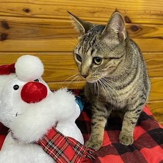Sundance, a Adoptable Tabby in Southern Pines, NC image 3/3