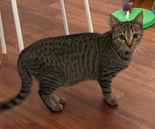 Enlarge Sundance - meet me at The Kitten Around Cat Lounge!, a Adoptable Tabby in Southern Pines, NC image 2/3