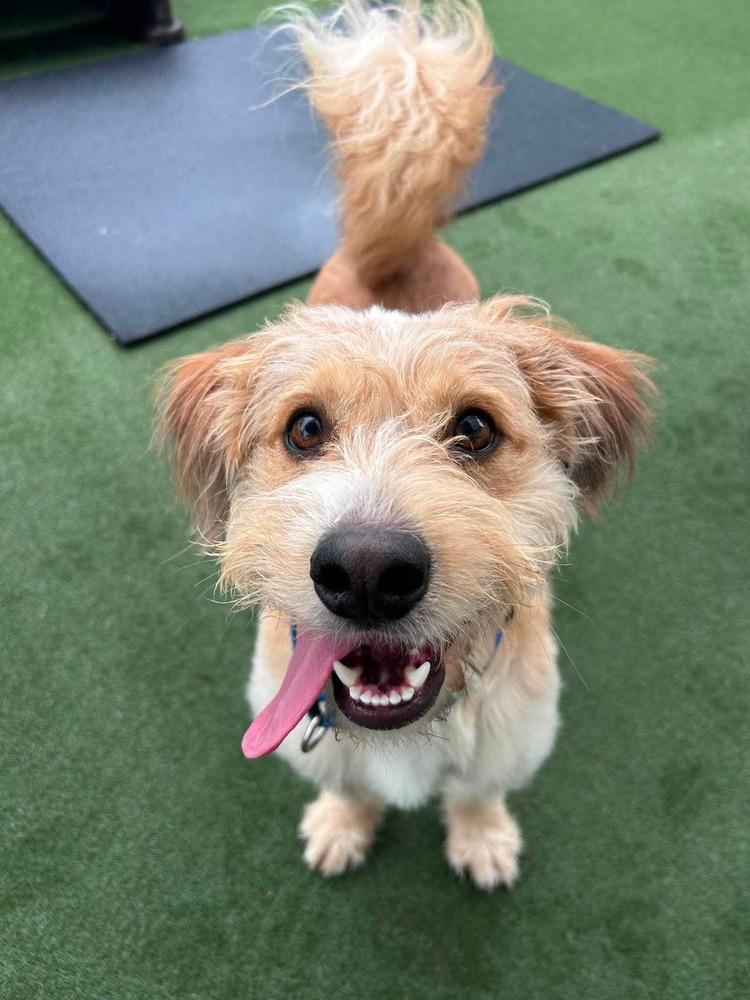 Bob Bruiser, Adoptable, Adult Male Terrier & Basset Hound.