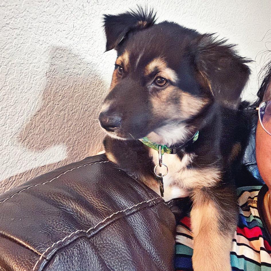 Enlarge Olive, a Adoptable mixed breed in Flower Mound, TX image 2/6
