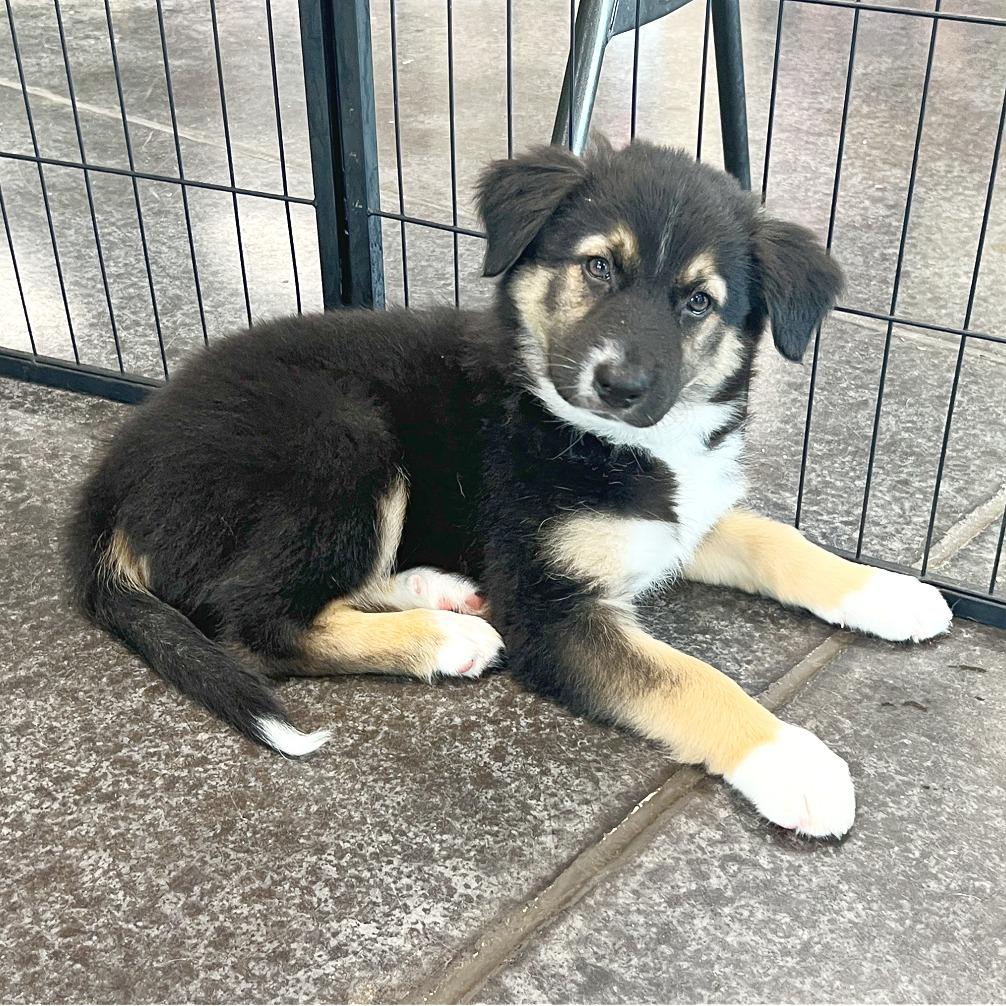 Enlarge Olive, a Adoptable mixed breed in Flower Mound, TX image 3/6