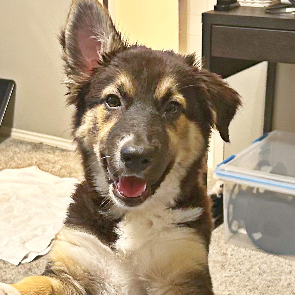 Enlarge Olive, a Adoptable mixed breed in Flower Mound, TX image 4/6