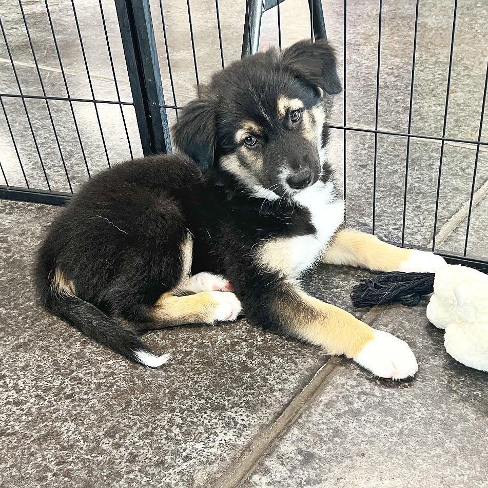 Enlarge Olive, a Adoptable mixed breed in Flower Mound, TX image 5/6