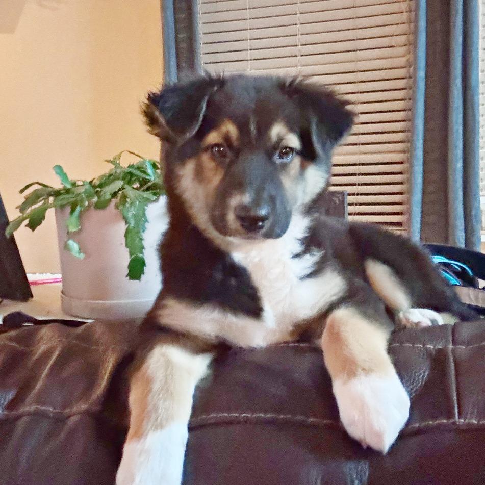 Enlarge Olive, a Adoptable mixed breed in Flower Mound, TX image 1/6