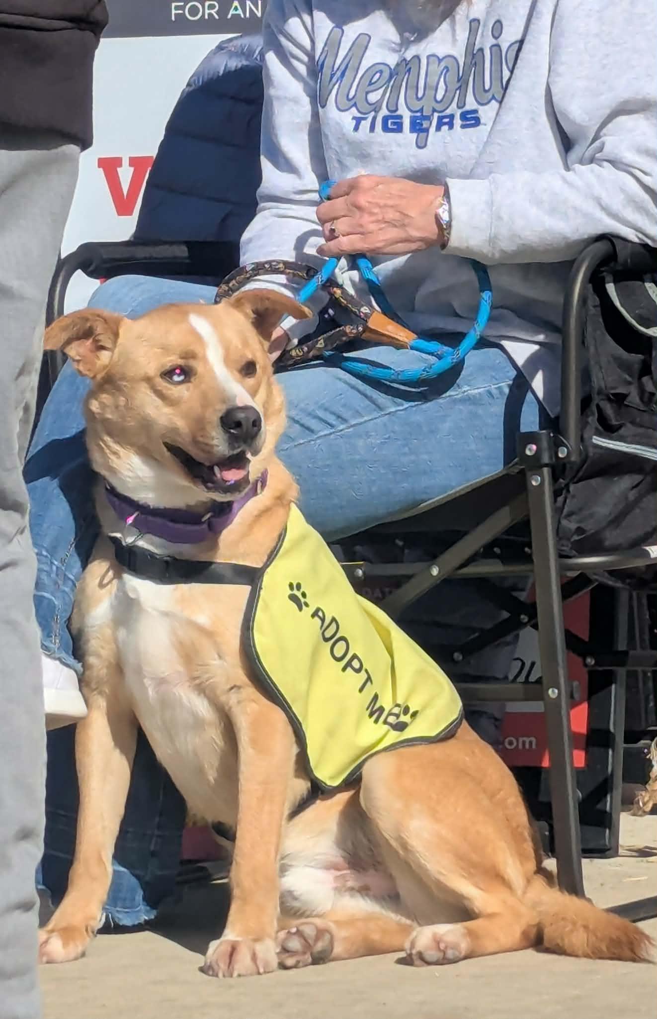 Flash, ADOPTABLE, Adult Male Collie.