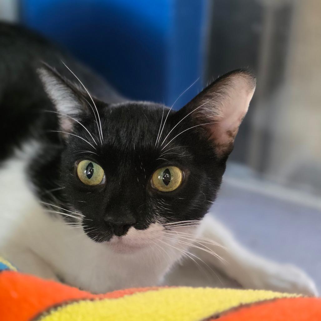 Enlarge Ginny, a Adoptable Domestic Short Hair in Huntsville, AL image 1/1