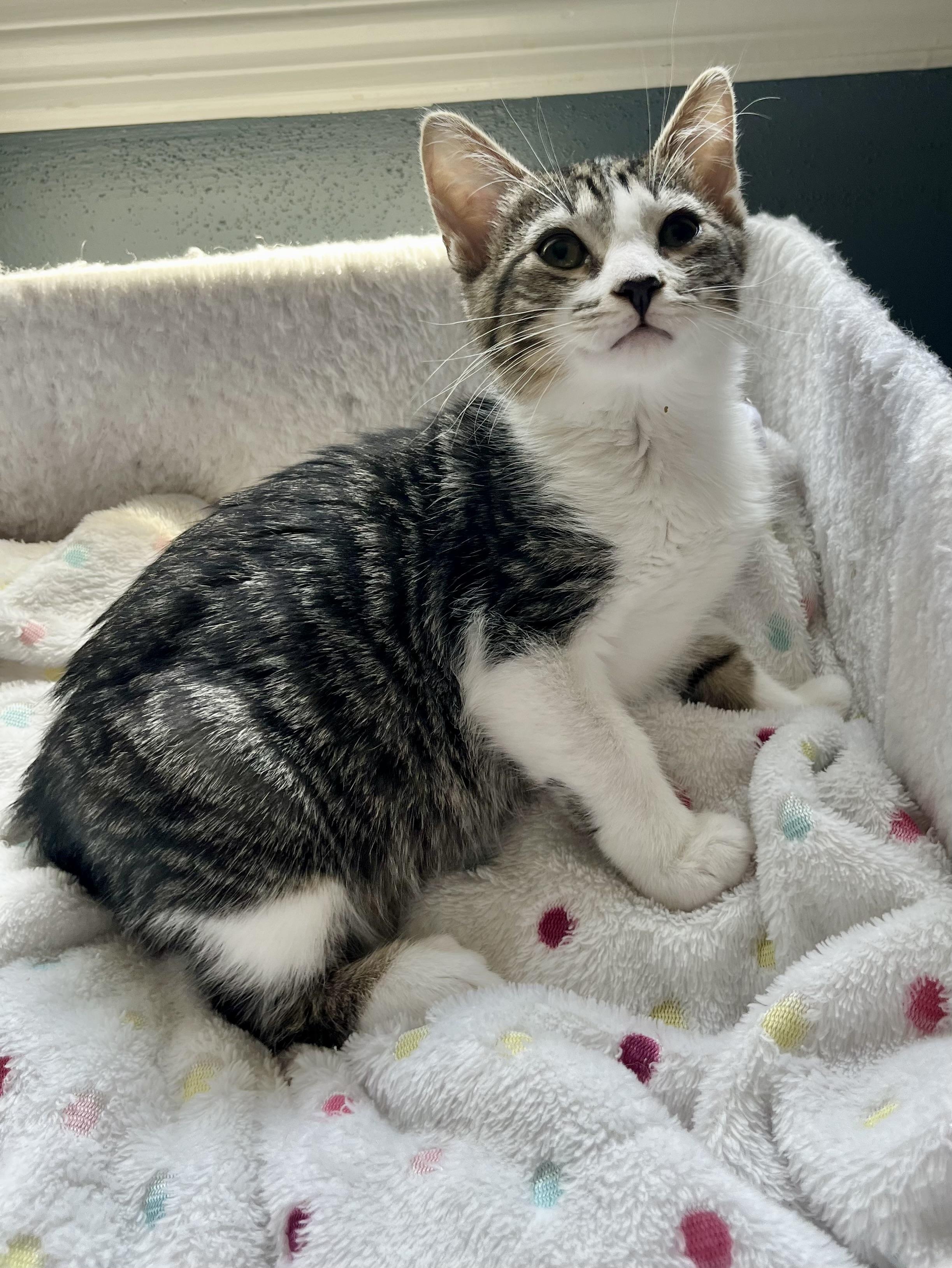 Forrest, a ADOPTABLE Domestic Short Hair in Mount Juliet, TN image 6/6