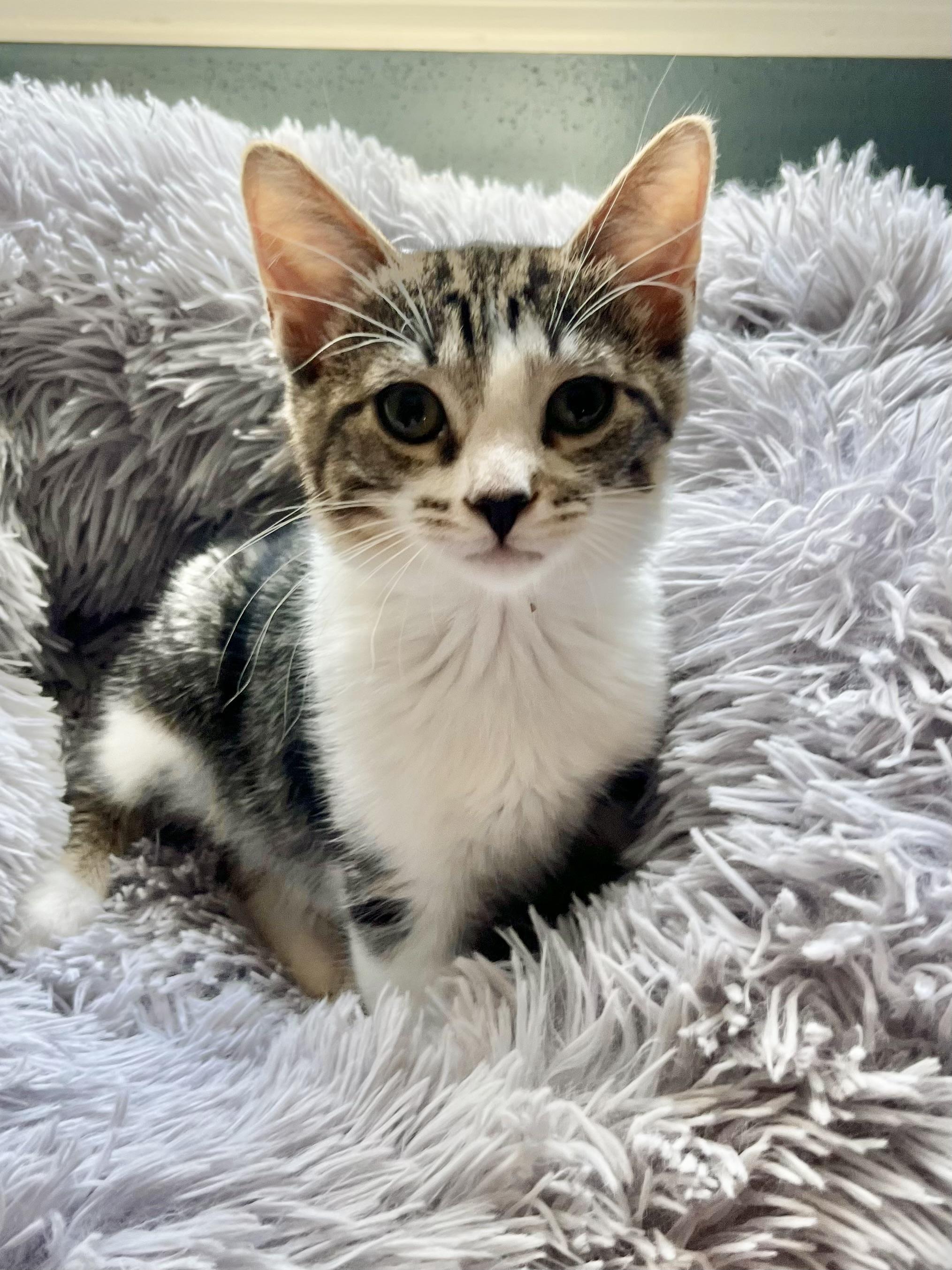 Forrest, a ADOPTABLE Domestic Short Hair in Mount Juliet, TN image 4/6