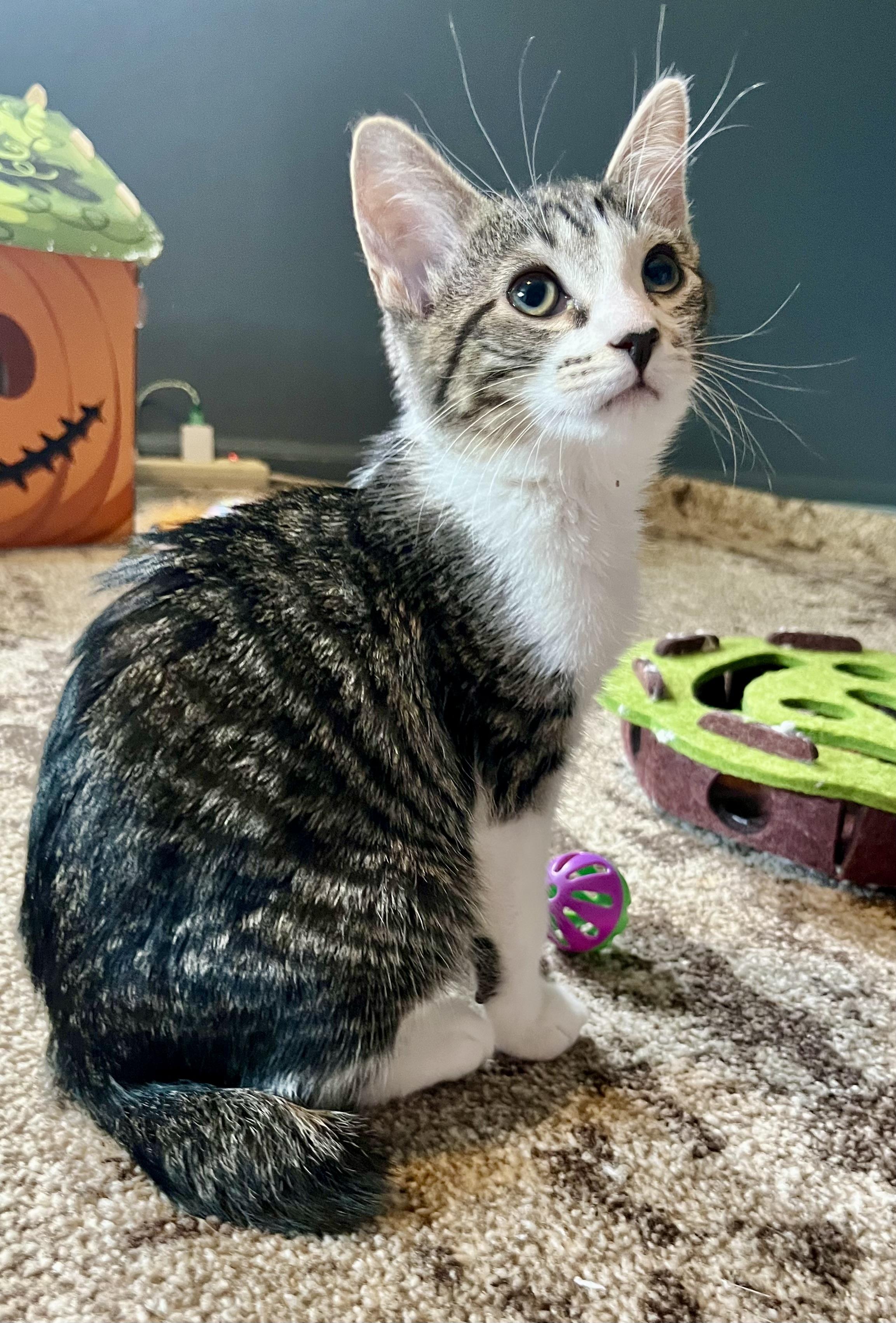 Forrest, a ADOPTABLE Domestic Short Hair in Mount Juliet, TN image 3/6