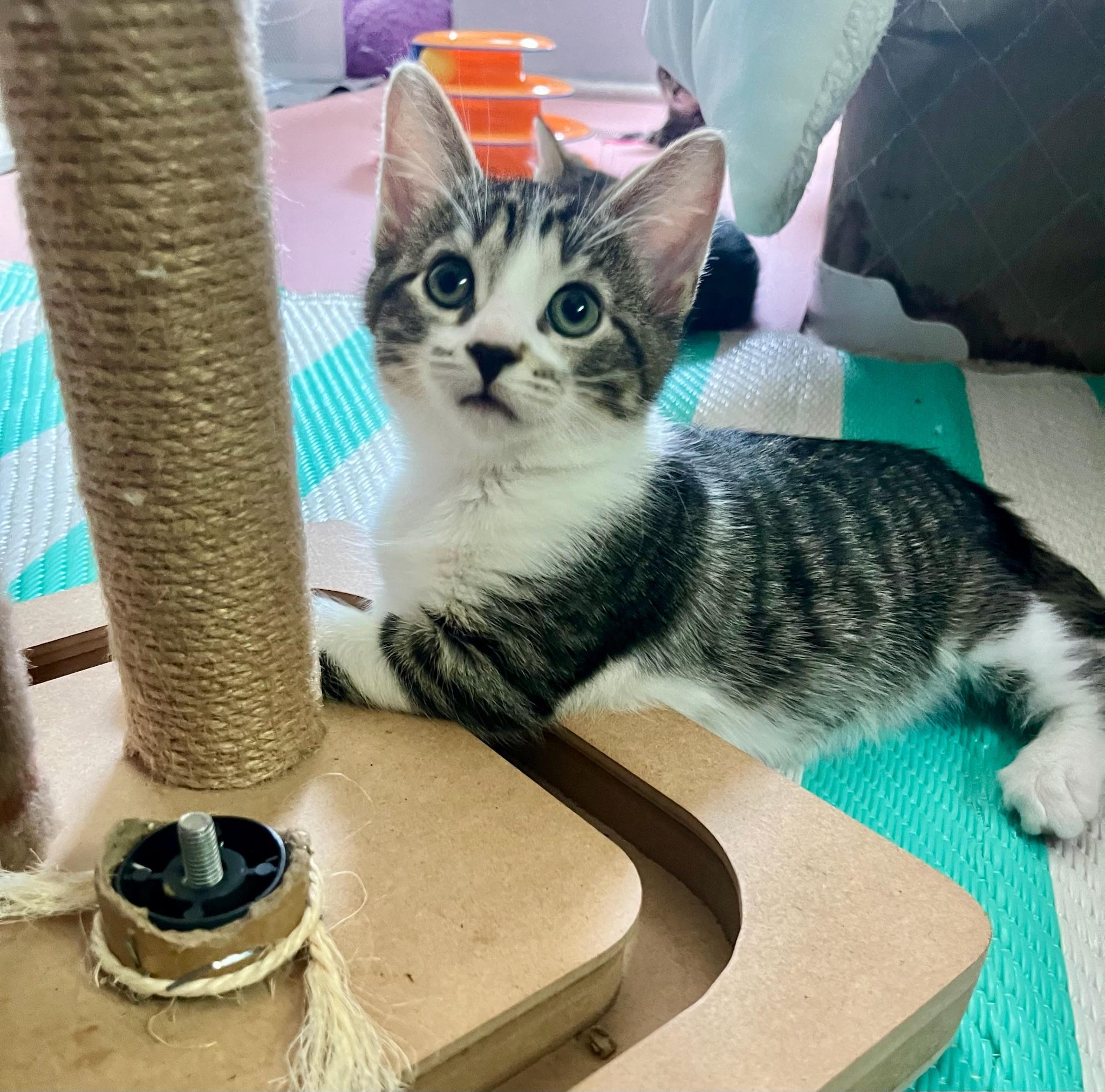 Forrest, a ADOPTABLE Domestic Short Hair in Mount Juliet, TN image 2/6