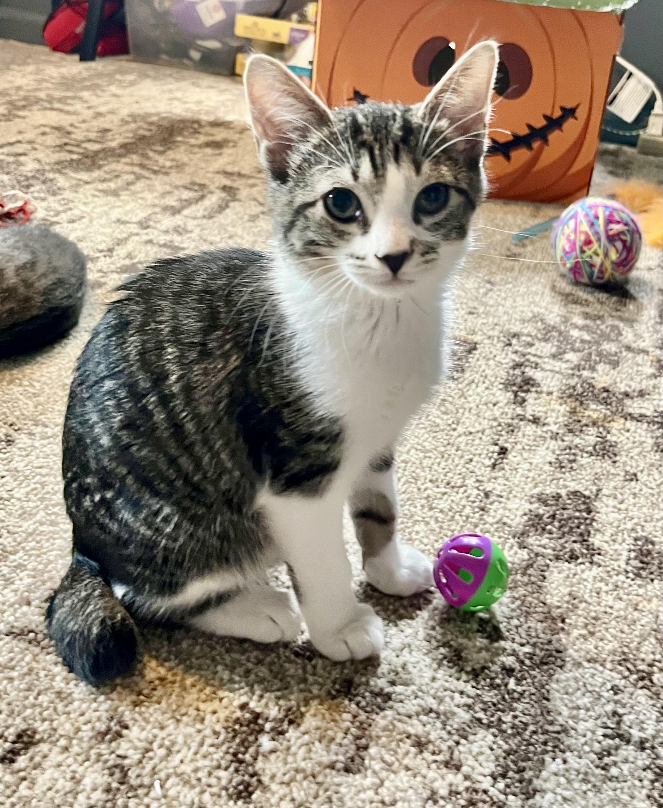 Forrest, ADOPTABLE, Kitten Male Domestic Short Hair.