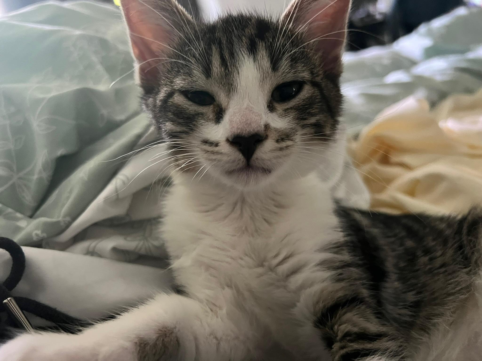 Forrest, a ADOPTABLE Domestic Short Hair in Mount Juliet, TN image 5/6