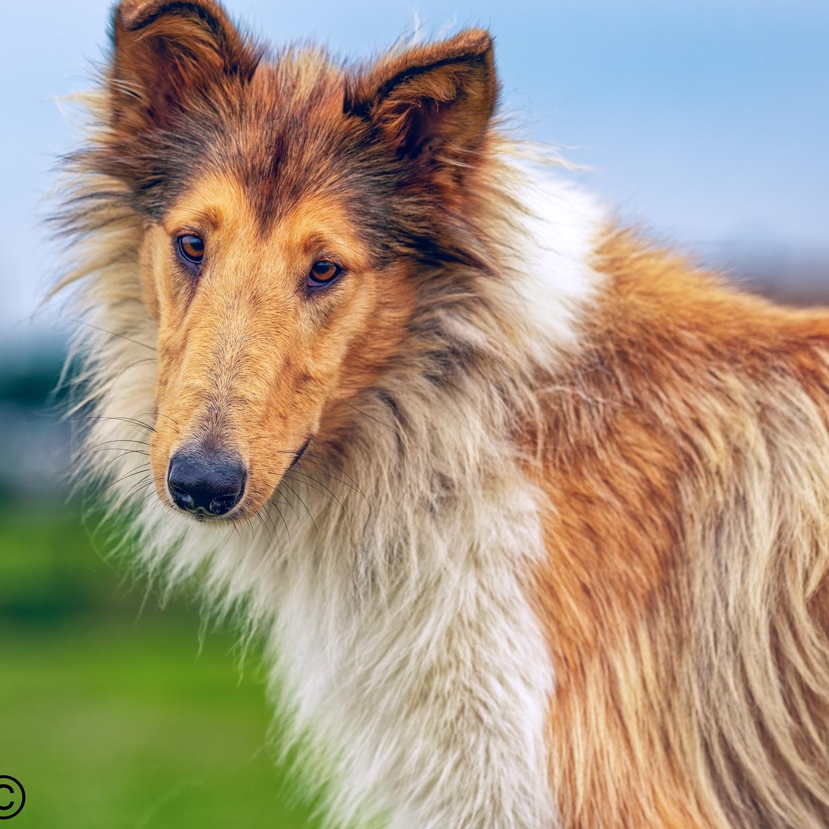 Enlarge Pearl, a Adopted Collie in Clarinda, IA image 3/5