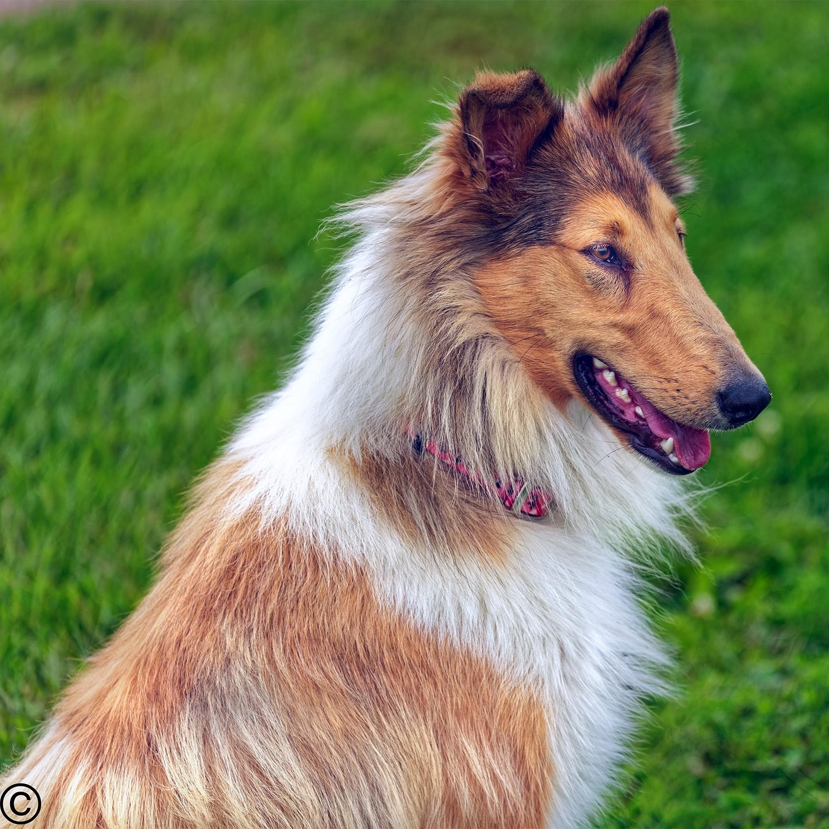 Enlarge Pearl, a Adopted Collie in Clarinda, IA image 2/5