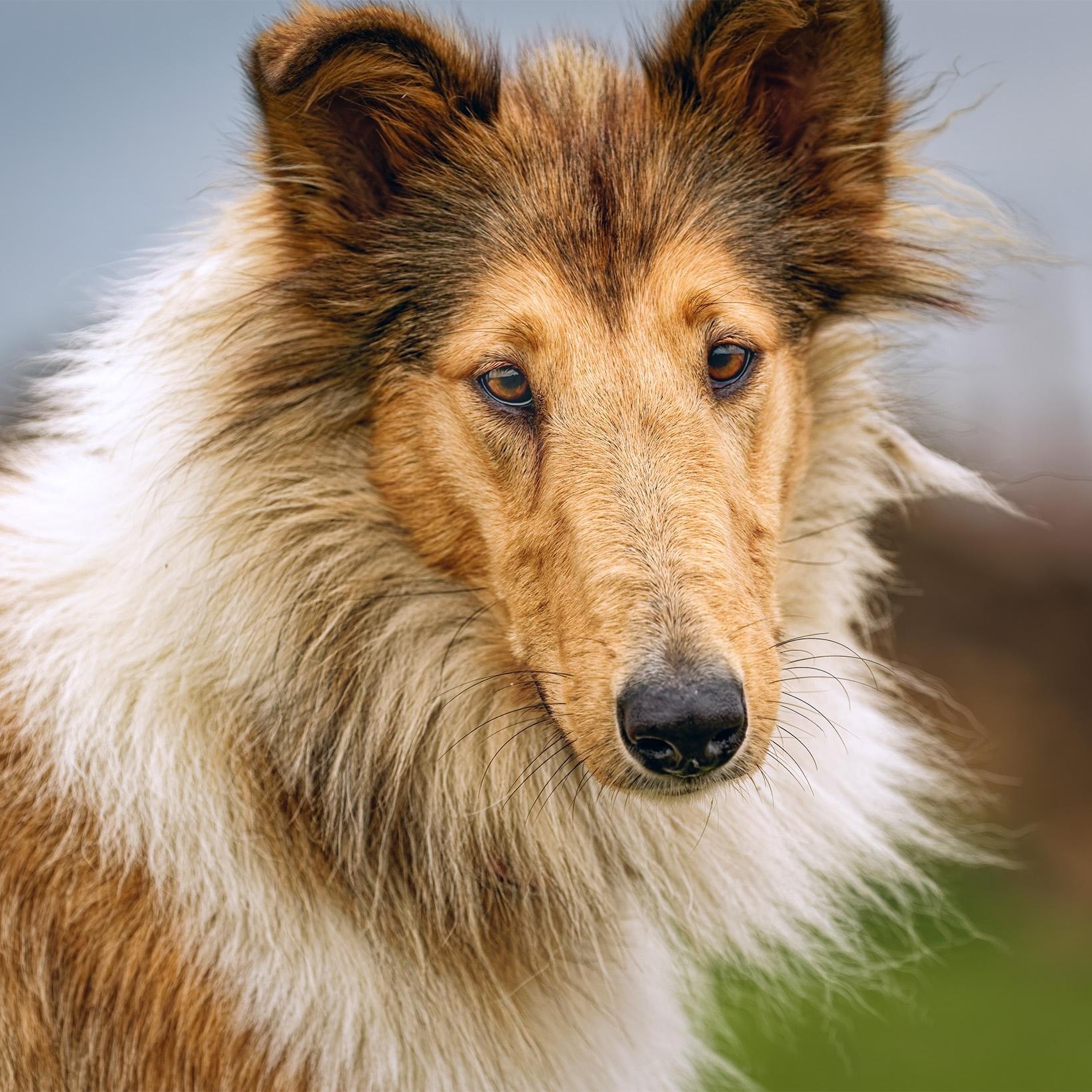 Enlarge Pearl, a Adopted Collie in Clarinda, IA image 1/5