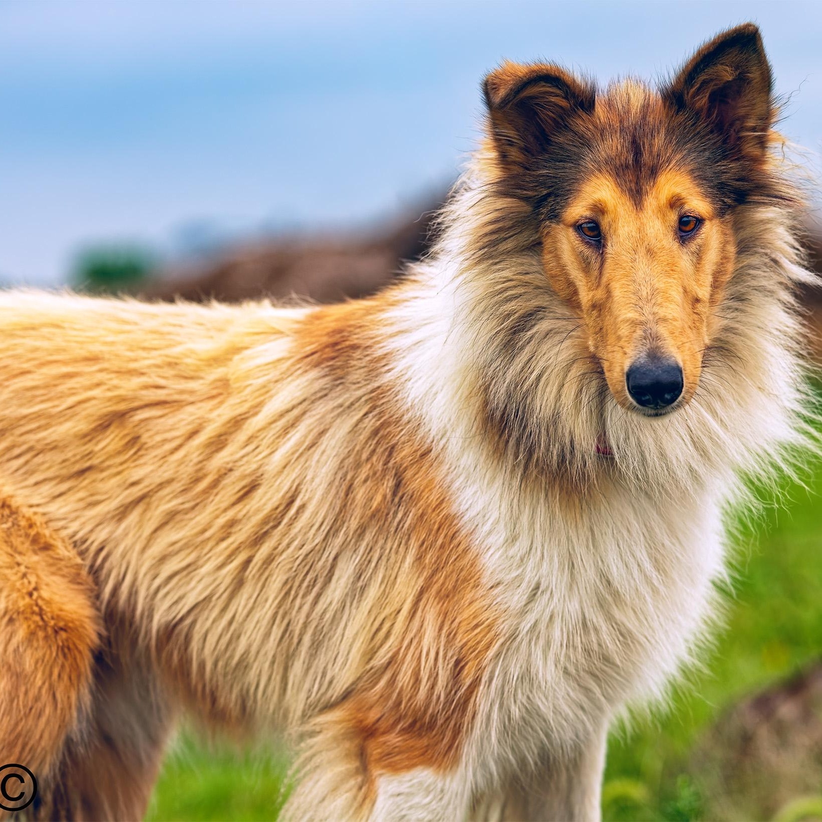 Enlarge Pearl, a Adopted Collie in Clarinda, IA image 4/5